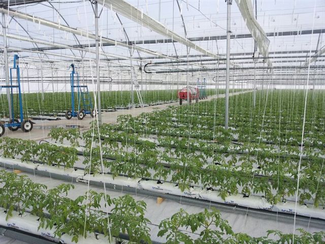 Growing methods